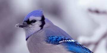 L'hiver est arrivé au relais !