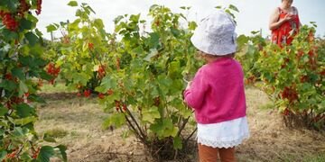 Juillet 2023 - Sortie à la cueillette de Lumigny